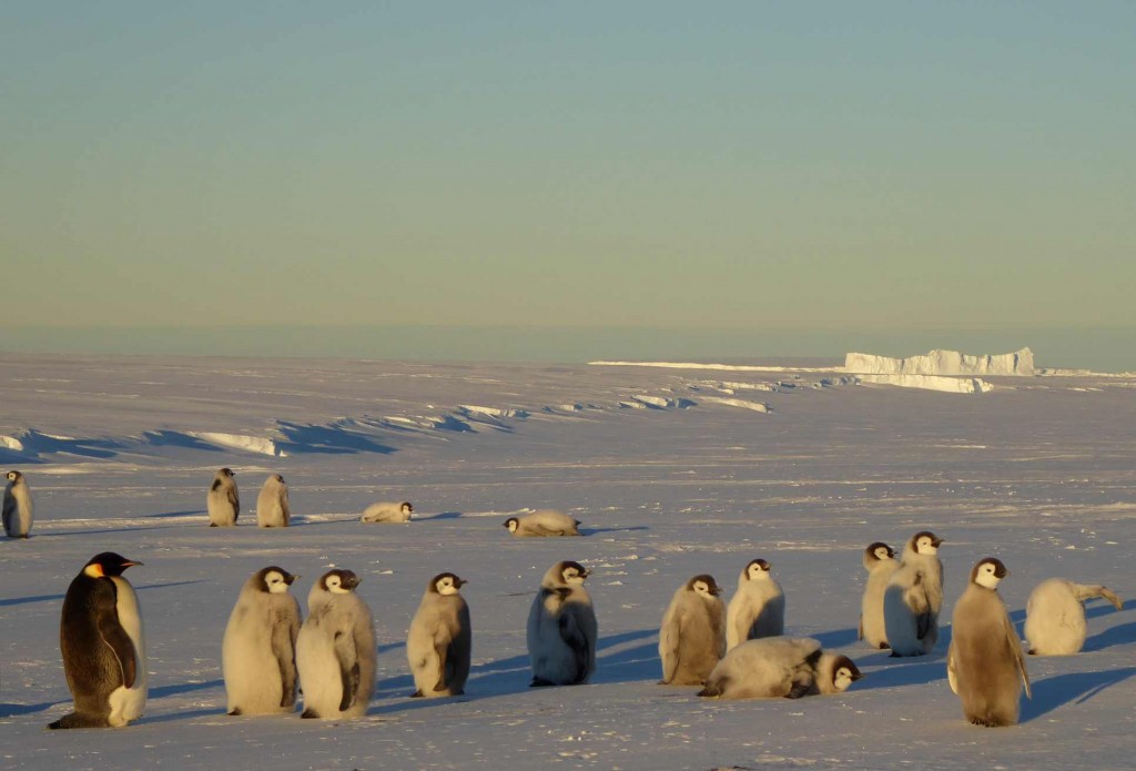A small group of penguins at the inlet in the wonderful light of the midnight sun